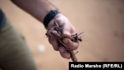 Иллюстративное фото