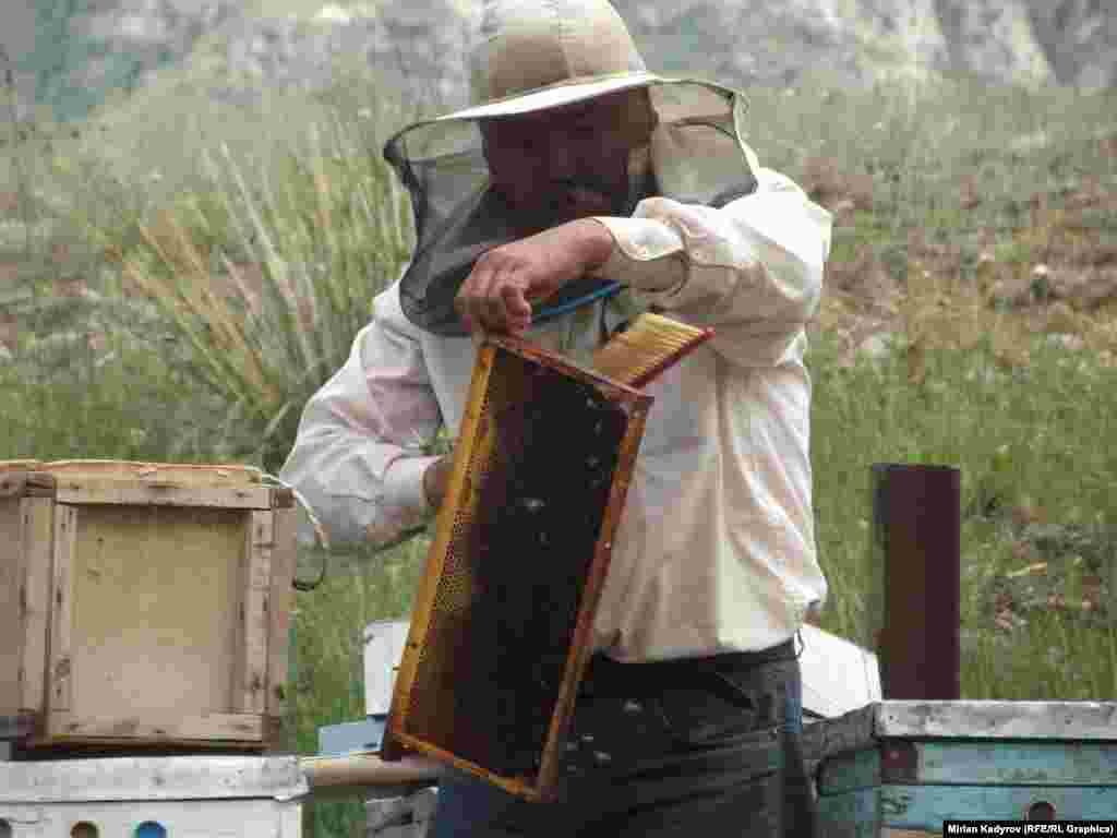 Бал челектеги ар бир кассетаны алып, андагы аарыларды тазалап, бал тартууга даярдалат.