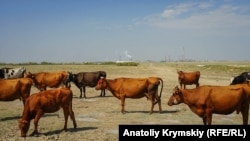 Иллюстративное фото. 