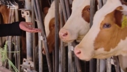 Дизайнерка з Нідерландів шиє сукні із коров'ячого гною (відео)