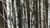 Березовая роща. Иллюстративное фото.