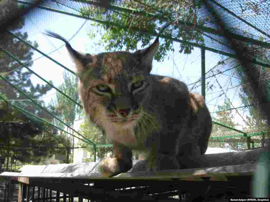 Сүлөөсүн.&nbsp;Зоопарктагы айбанаттар жапайы жашоодон алыстап калышкан, аларды эркиндикке кое берген менен жашап кете алышпайт.&nbsp;