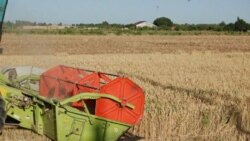 Андижонлик фермерлар топширган ғалласи пулини ололмаяпти