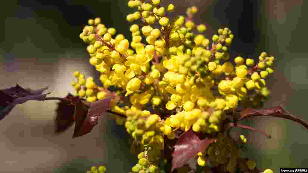 У розпал весни Сімферополь з кожним днем все більше й більше наповнюється яскравими фарбами. У міському парку &laquo;Катерининський сад&raquo;, наприклад, розквітла магнолія&nbsp;