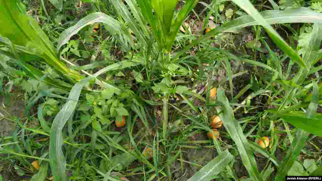 Өрүк багы көптөр түшүмдү жыйнабай эле бактын шагынан сатып жиберишет.