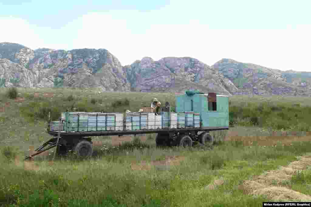 Эркинбек Жусубалиев атайын бал тартуучу платформаны талаага алып барып, ошол жерге түнөп бал тартат.