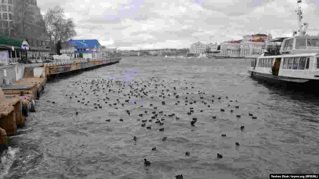 Качки-нирки сховалися від хвиль і вітру у пасажирського причалу в Артилерійській бухті