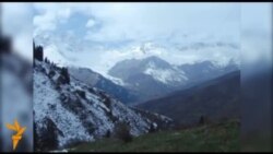 Кызыл-Үңкүрдө кыйылган карагайлар