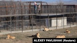 Львы в крымском парке «Тайган», архивное фото 