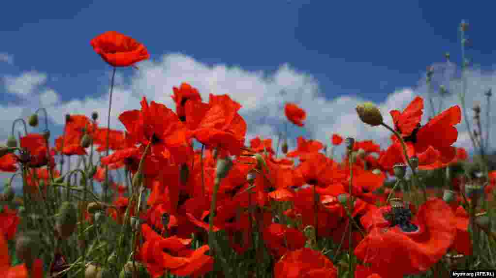 Квітучі маки біля села Танкове Бахчисарайського району
