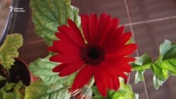 Айылда гүл өстүрүп, акча тапкан Асел