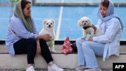 İranlılar Tehrandakı parkda itləri ilə oturublar