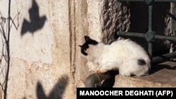A cat watches the shadows of birds near the Ayub Mosque in Istanbul in November 1999.