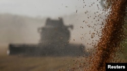 FILE PHOTO: Wheat harvest in Omsk region