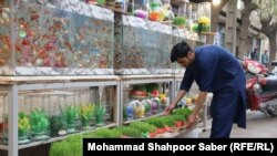 آمادگی‌های شهروندان هرات برای تجلیل از جشن نوروز در این ولایت