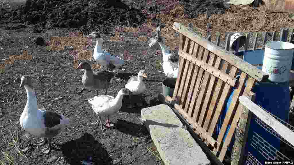 Многие жители лишились своего скота и птицы в результате подтопления села. Сейчас у людей меньше поголовья, чем было до паводка.