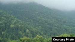 Թեղուտի անտառը, արխիվ