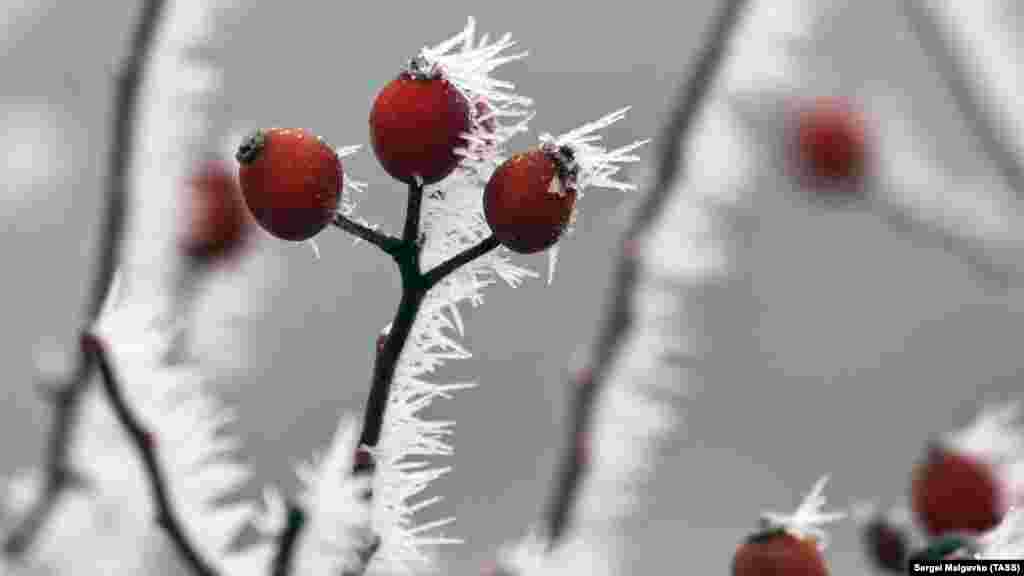 Іній вкрив навіть дрібні ягідки