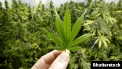 Торговля марихуаной остается уголовно наказуемым деянием и предполагает конкретные тюремные сроки от трех до восьми лет
