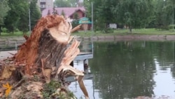 Казанның Урицкий паркында бер төн өчен дистәләгән агач юк ителде