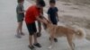 City officials have even offered children small amounts of money to round up and cull strays using poisoned sausages or bread. 