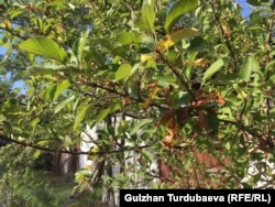 Суу жетпей кургап бараткан алма дарагы. Лев Толстой көчөсү. 15-июль, 2020-жыл.