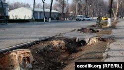 За прошедшие годы из-за равнодушия экологов в Узбекистане были вырублены тысячи многолетних деревьев.