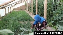 نجیبه حین کار در سبزخانه اش