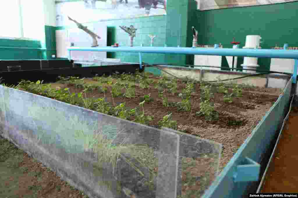 Тамчылатып суугаруу ыкмасы бир аз акча каражатын талап кылат, бирок иш жүзүндө өзүн он эселеп актайт экен.&nbsp;