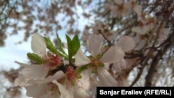 Кыргызстандагы жаз. 