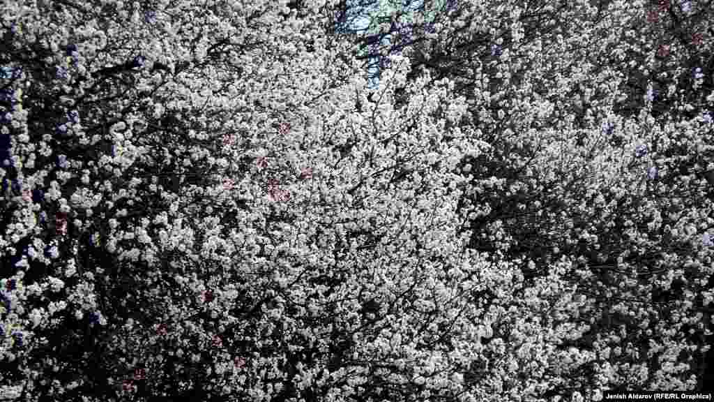 Өрүктүн курамында калий, магний, фосфор, кальций, натрий ж.б. минералдык заттар бар.