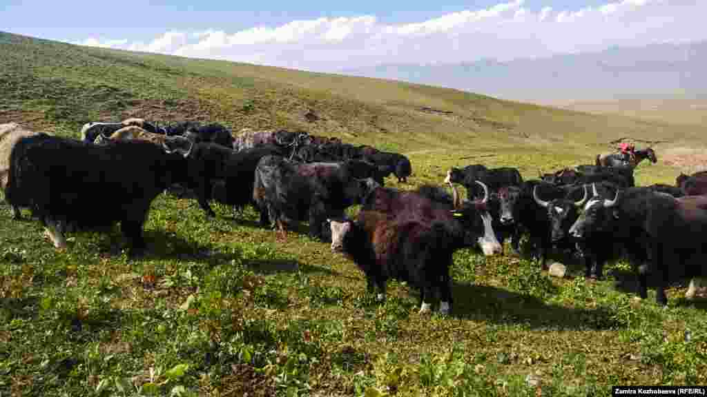 Союз урагандан кийин жоголуп кеткен топоз чарбасы акырындап калыбына келе баштады. Алай, Чоң-Алай районунда учурда беш миңден ашуун баш топоз бар.