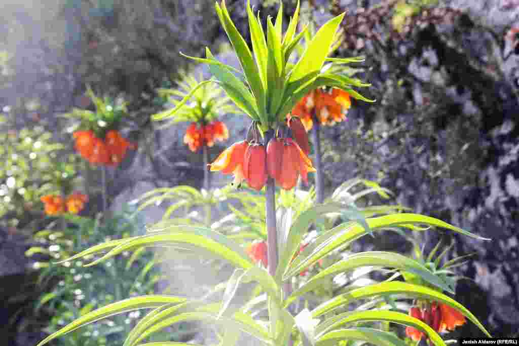 Жыл сайын аны көрүү үчүн &ldquo;Айгүл Тоо&rdquo; ботаникалык коругуна өлкө аймагынан жана чет өлкөлөрдөн 10 миңден ашуун адам келип, Баткенде ар кандай иш-чаралар, фестивалдар өтүп турчу.