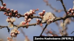 Ош. Иллюстрациялык сүрөт.