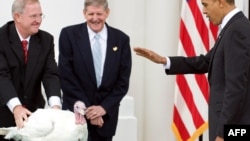 Şükranlıq bayramı: Barak Obama hind toyuğunu əfv edir.