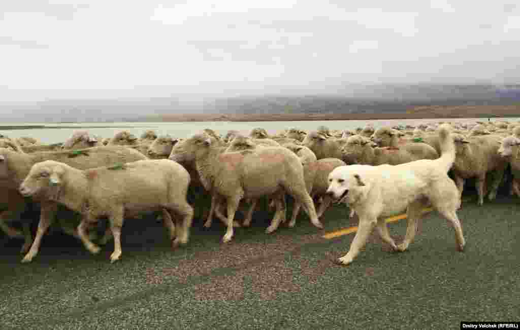 На мосту я встретил огромную отару овец в сопровождении индейца-пастуха и веселой собаки