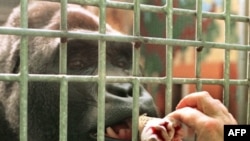 Горилла в зоопарке