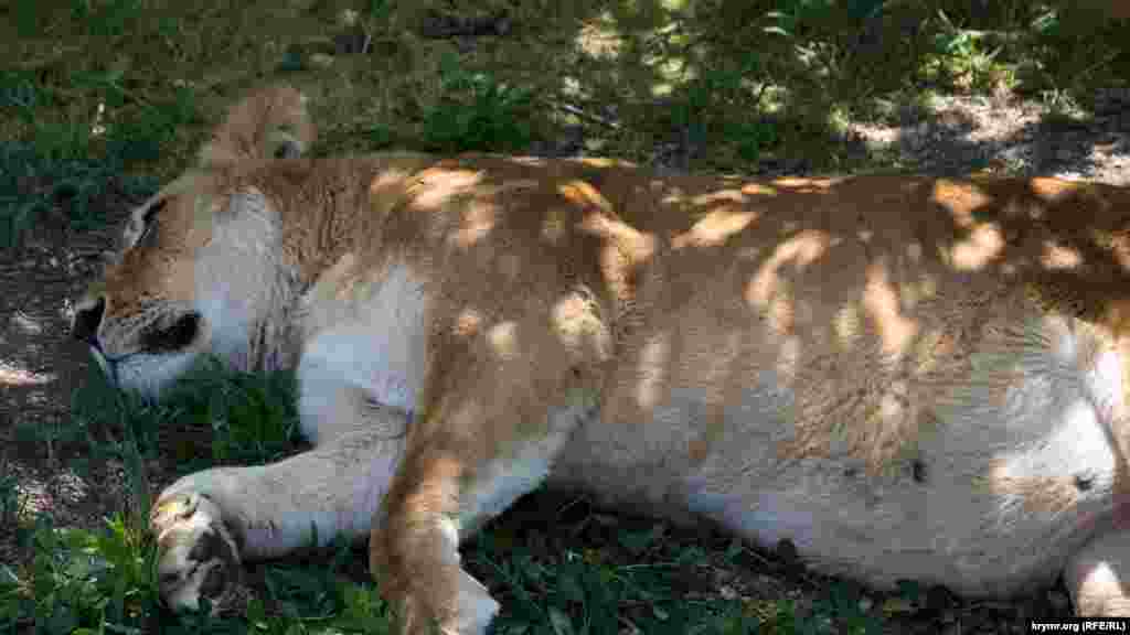Днем львы обычно ведут пассивный образ жизни. Большую часть времени члены прайда спят или лениво прогуливаются по территории парка.