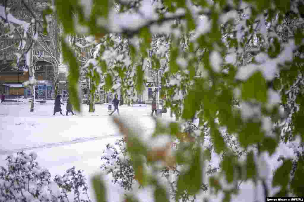 Білий сніг на зеленому листі. Миколаїв, 11 квітня 2025 року