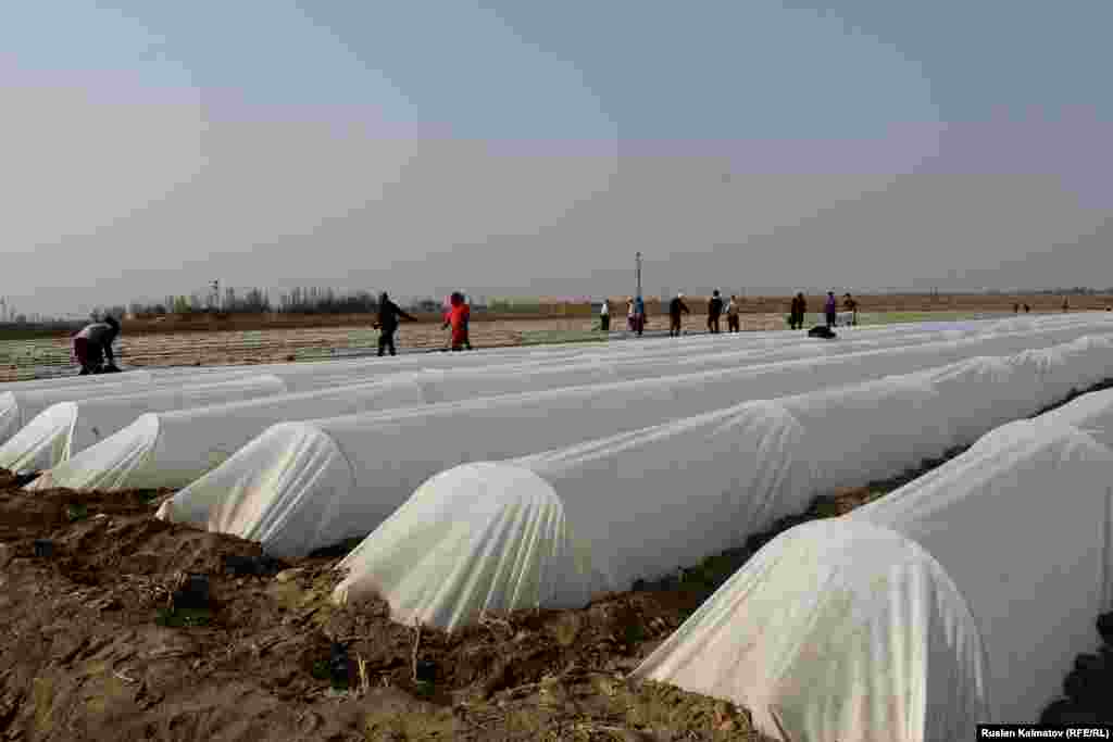 Өзбекстан чек арасын ачкандан бери жашылча-жемиштер импорттолуп, жергиликтүү дыйкандар өстүргөн жашылчалардын баасы арзандап кетти.