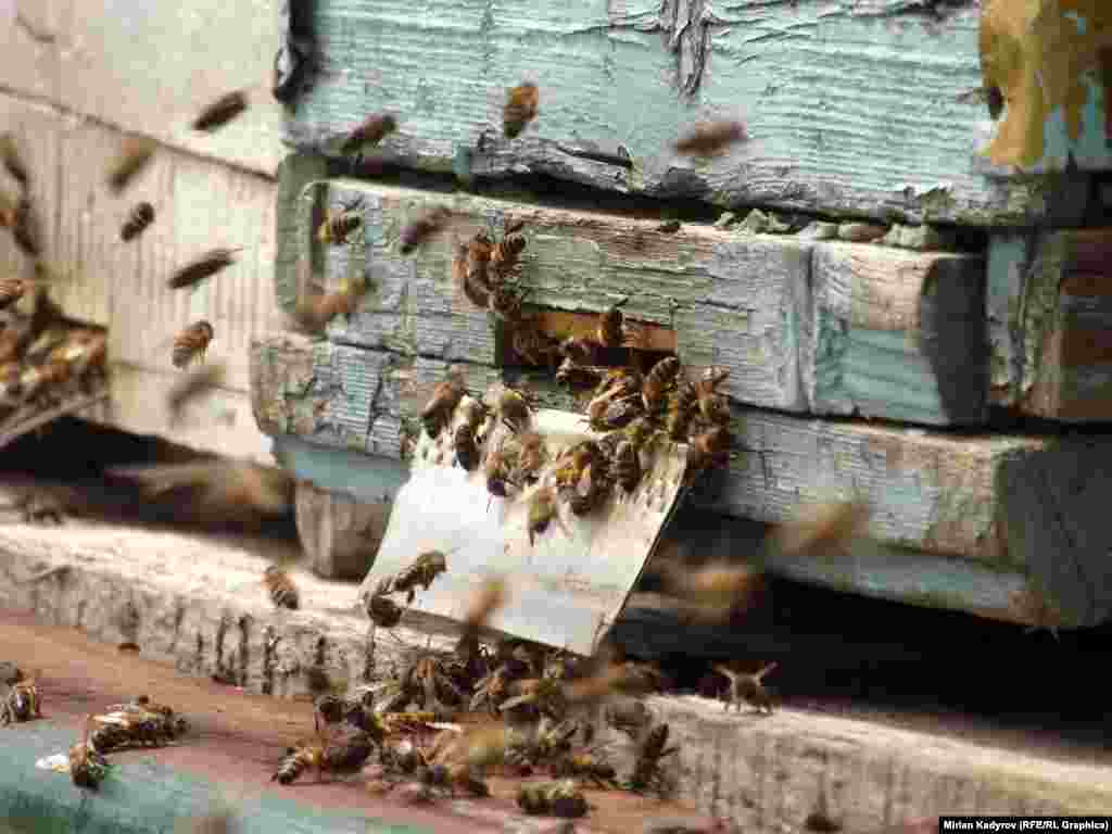 Бир бал челекте 60 миңден кем эмес аары болот