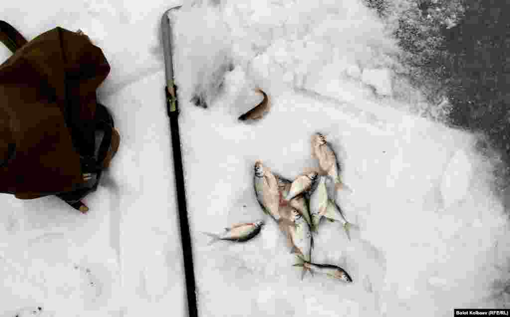 Стандартный размер рыбы при зимней ловле под Бишкеком.