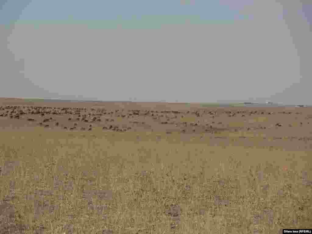 Шесть семей пастухов владеют отарой, в которой более 500 голов овец.