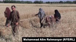 تصویر آرشیف: بخشی از زمین های زراعتی در ولایت سرپل افغانستان 