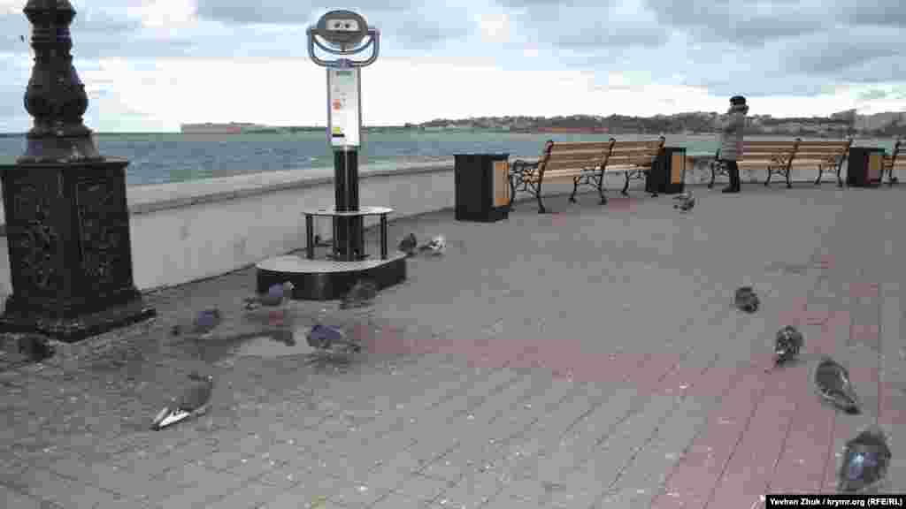 Голуби ховаються від вітру біля парапету набережної