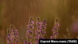 Иллюстрациялык сүрөт.