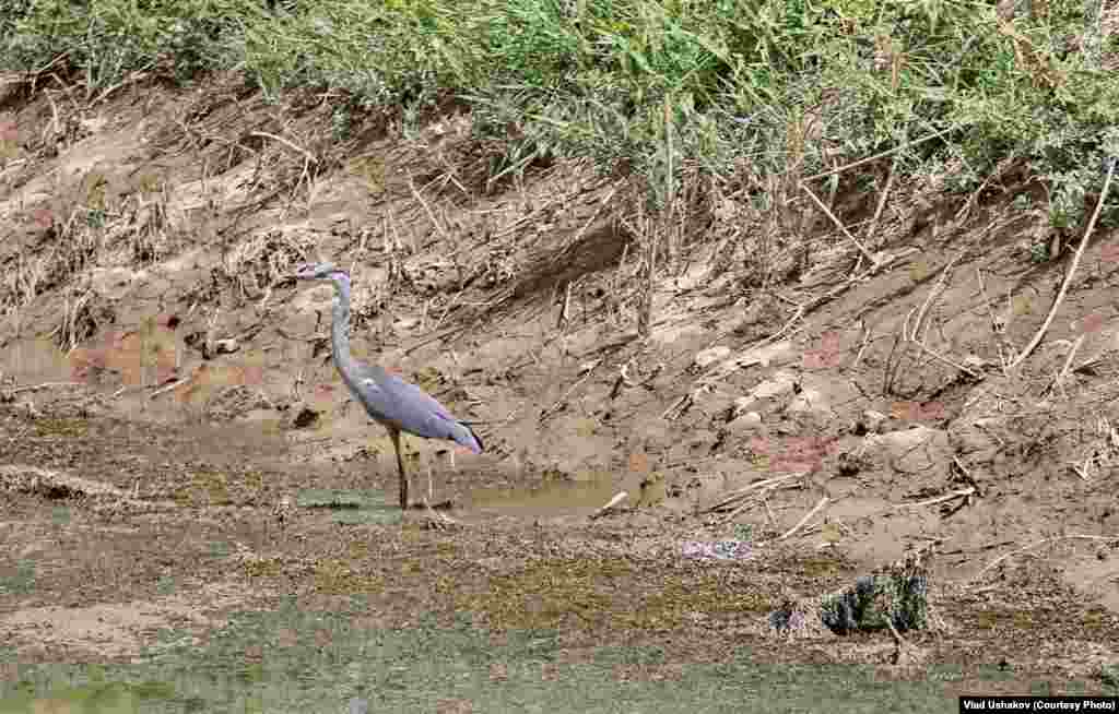 Суу сактагычтардын аймагы канаттуулардын көптөгөн түрлөрү байырлаган жер. Жазында учуп келген канаттуулар ушул аймактарга уя салып, кышында кайра учуп кетишет. Суунун тартыштыгынын айынан табият кандай жабыр тартканын, анын масштабын азырынча бир дагы адис айта албайт.