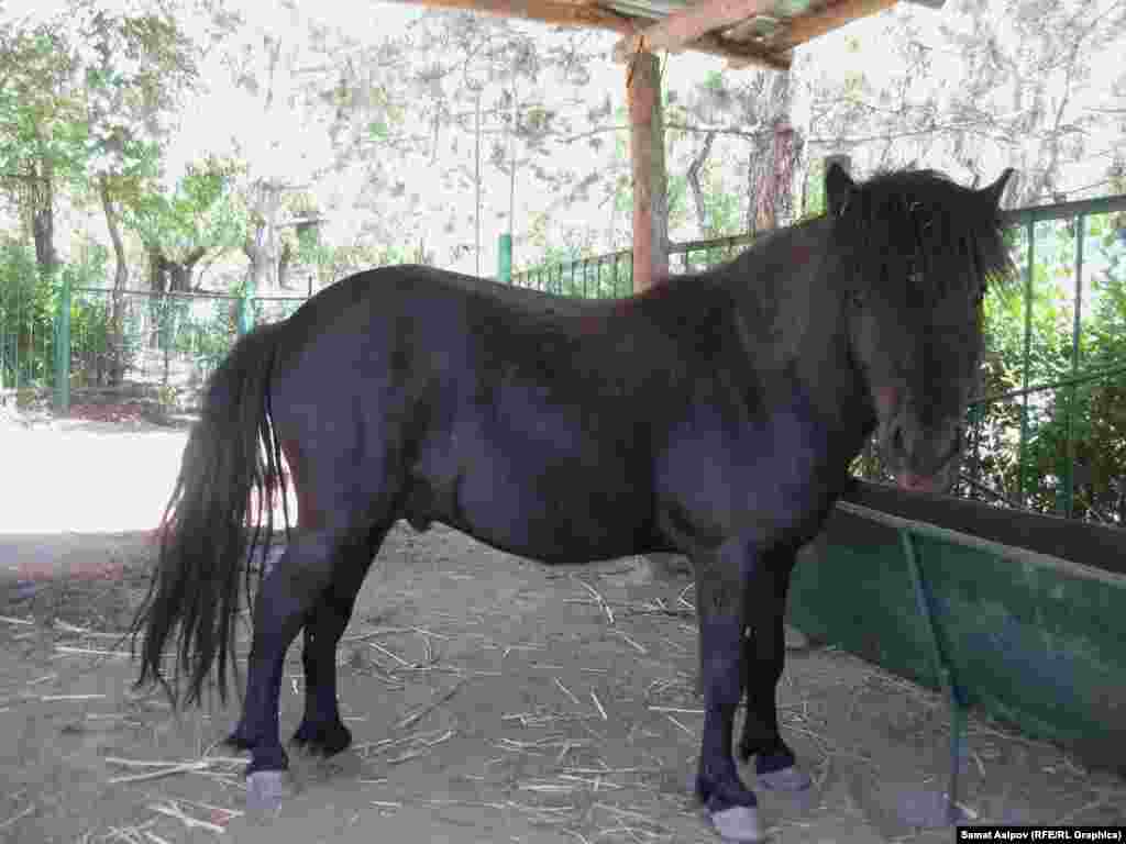 Пони. Зоопарктын кызматкерлери жаныбарларды көрүүгө келгендердин тартибине нааразы. Анткени жаныбарларды таш менен ургулап, тамак берүүгө тыюу салынса да попкорн, жүгөрү, нан, суусундук, кээде пиво сунгандар да болот экен.&nbsp;​Туш келди тамак берүү жаныбарлардын ден-соолугуна зыянын тийгизиши мүмкүн.&nbsp;