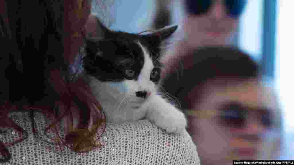 Кошенята теж розглядали своїх можливих господарів