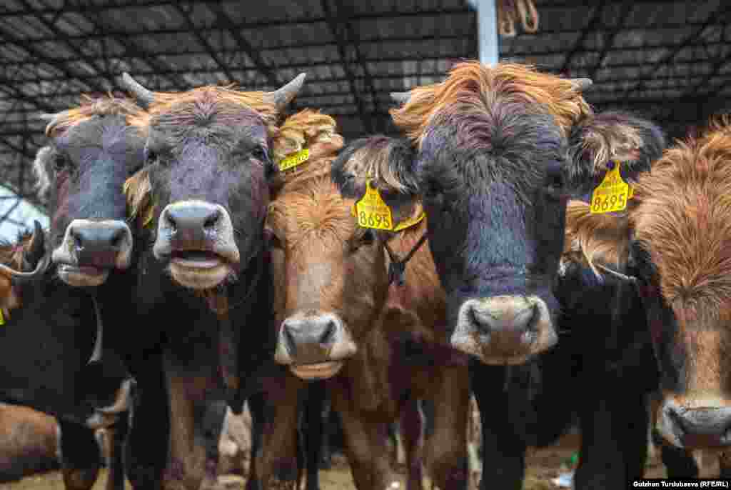 Рынок в Кара-Балте работает по воскресеньям.&nbsp;